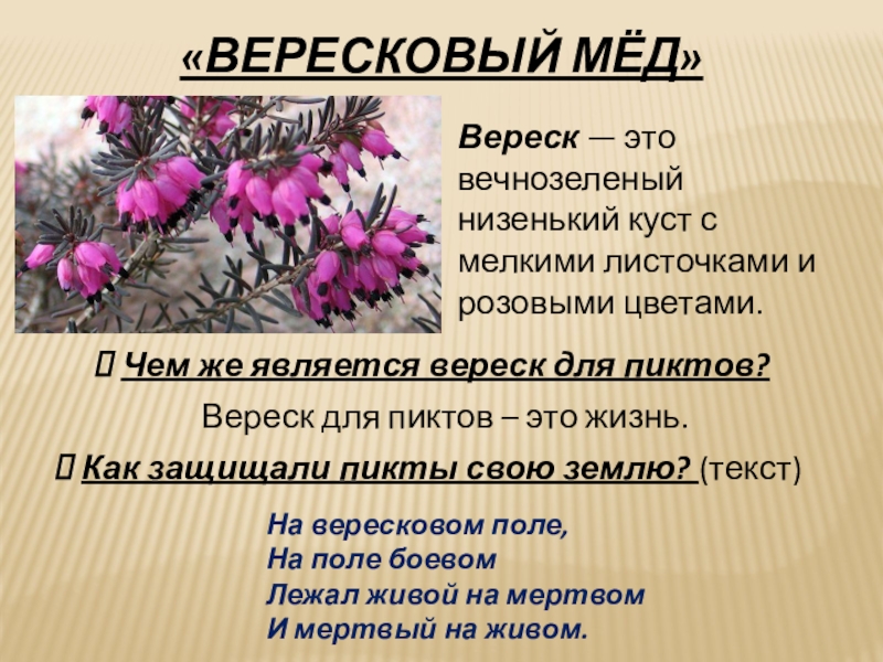 План стихотворения вересковый мед