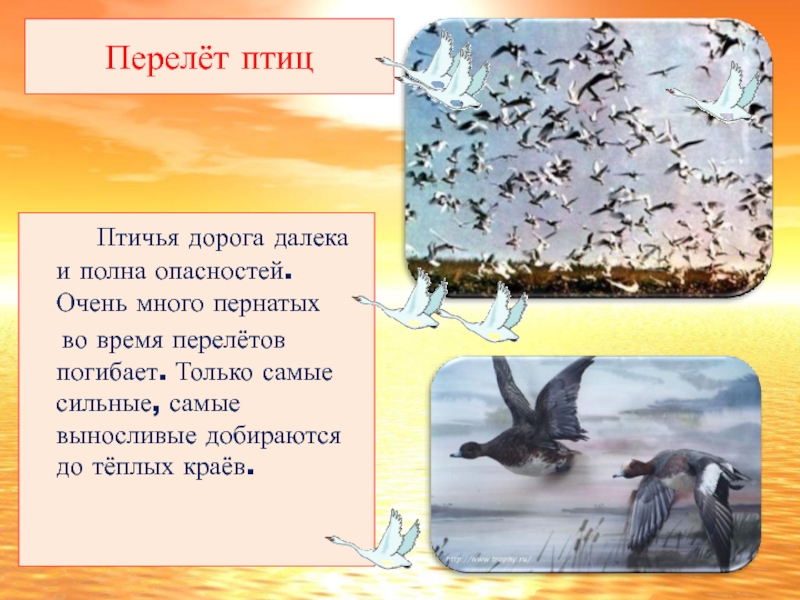 Клин диких гусей. Перелетные птицы улетают на юг. Птицы которые улетают и прилетают. Перелетные птицы клин вереница стая. Перелетные птицы.