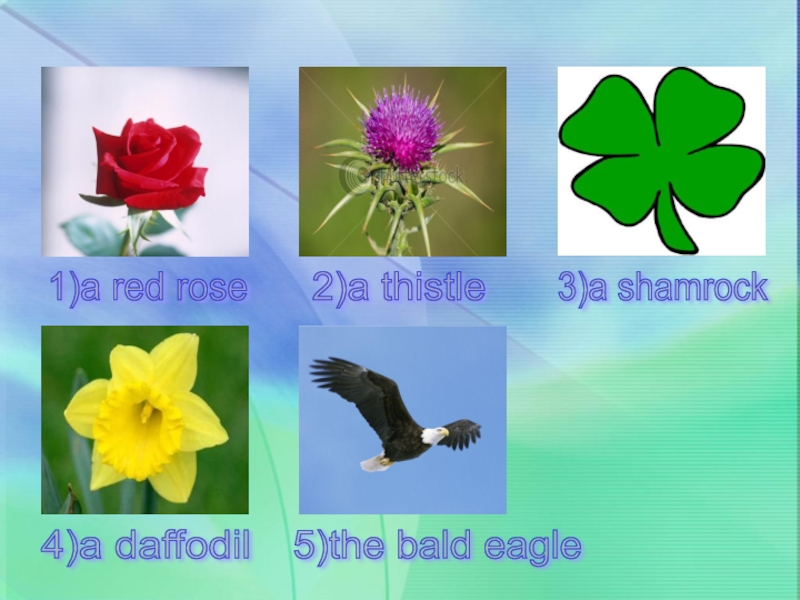 1)a red rose 2)a thistle 3)a shamrock 4)a daffodil 5)the bald eagle