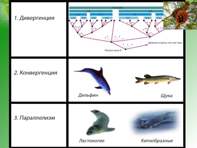 Типы эволюционных изменений презентация