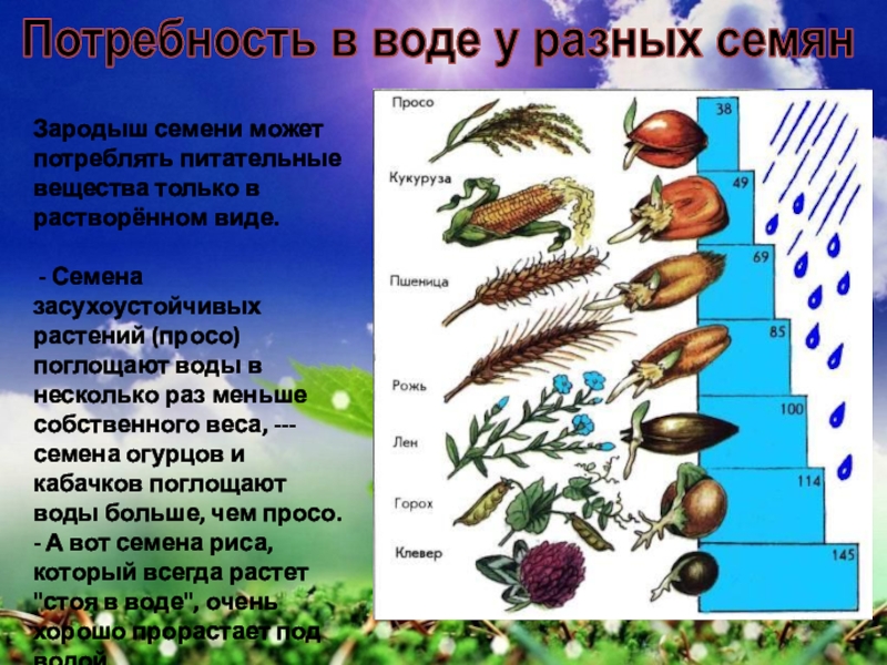 Условия прорастания семян 6 класс биология презентация