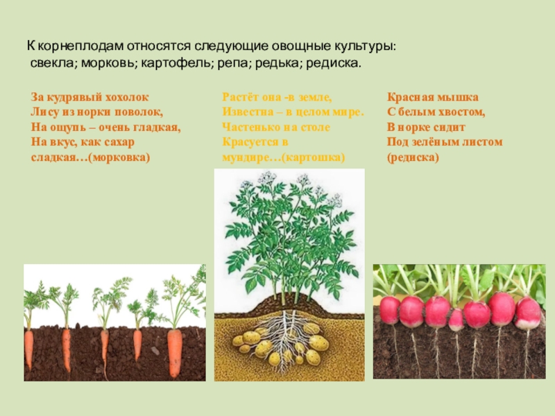 Овощная культура у которой основную часть корнеплода составляет корень