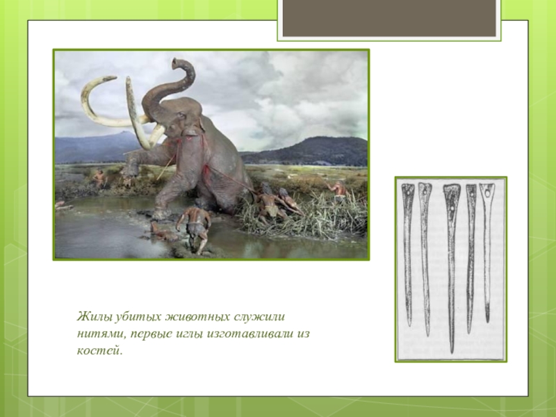 Жилы животных. Жилы животных. Кагуан животное. Жилы животных. Филиппинский шерстокрыл.