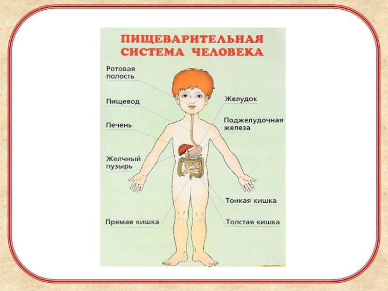 Органы пищеварения презентация 2 класс