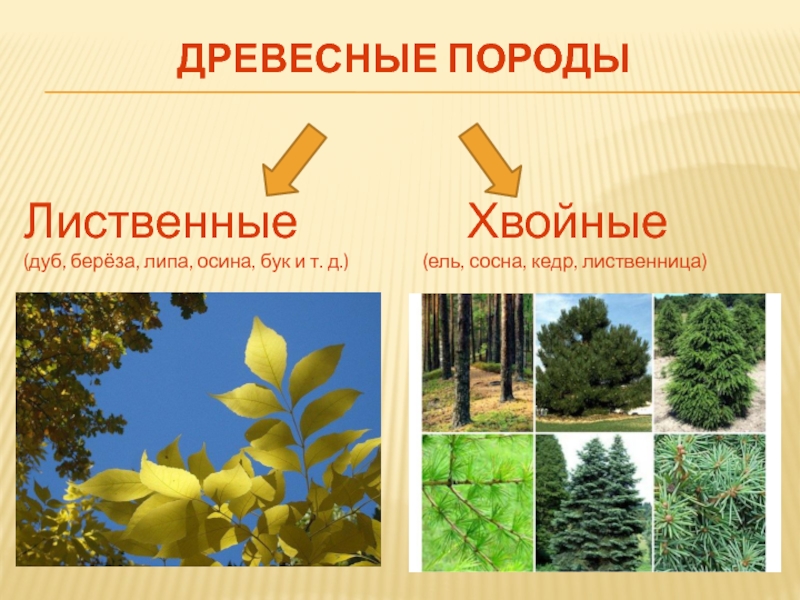 Кедр хвойное или лиственное дерево. Лиственные и хвойные породы древесины для технологии 5 класса. Лиственные породы древесины 5 класс. Породы древесины 5 класс технология. Осина хвойное или лиственное.