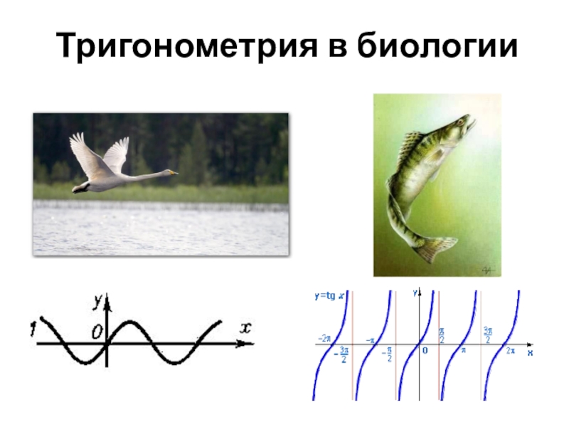 Передвижение рыб в воде. Движение рыб в воде. Движение рыб в воде тригонометрия. Движение рыб по закону синуса. Траектория рыбы.