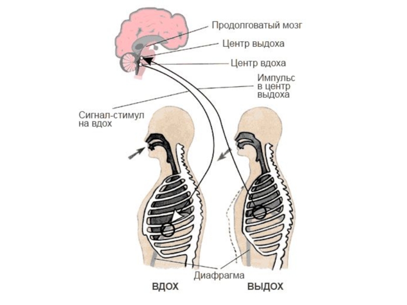 Рефлексы головного мозга схема