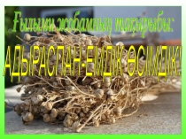 Ғылыми жоба Тақырыбы:Адыраспан-емдік қасиеті