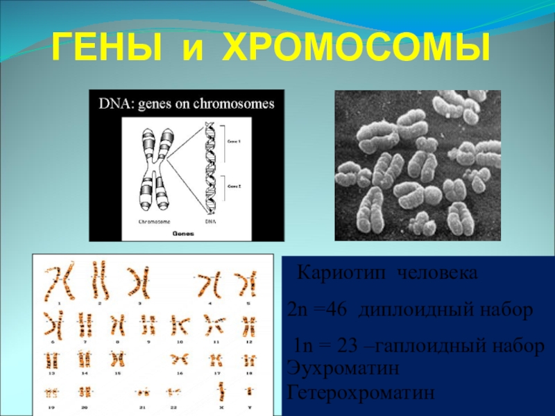 Диплоидный набор днк. Кариотип человека диплоидный набор. Кариотип человека 2n. Кариотип это диплоидный набор. Кариотип это гаплоидный набор.