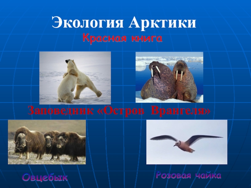 животные обитающие в арктике. животные в красной книге артики. редкие животные арктики. остров врангеля растительный мир. какое животное арктики занесено в красную книгу.