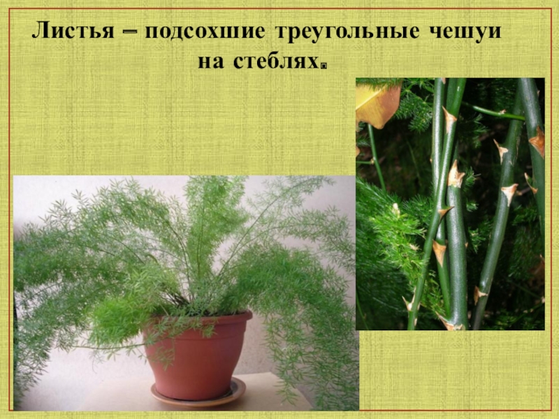 Особенности засухоустойчивых растений. Аспарагус циперус. Влаголюбивые и засухоустойчивые комнатные растения. Листья засухоустойчивых растений. Листья влаголюбивых растений.