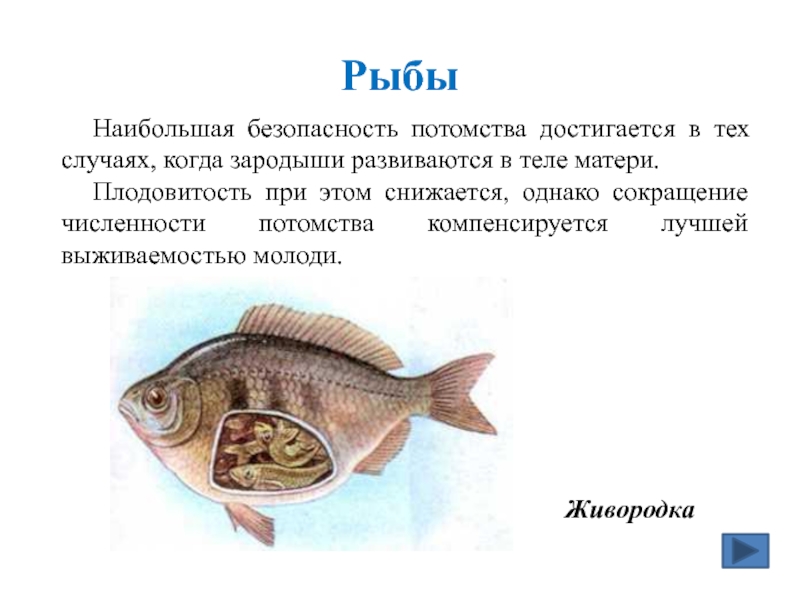 Рыбы Наибольшая безопасность потомства достигается в тех случаях, когда зародыши развиваются в теле матери. Плодовитость при этом