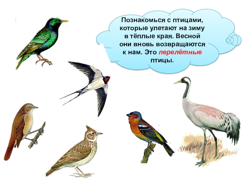 Где зимуют птицы 1 класс окружающий мир школа россии презентация и конспект