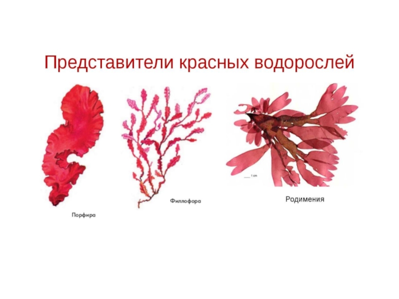 Рассмотрите изображение растений порфира пестрая