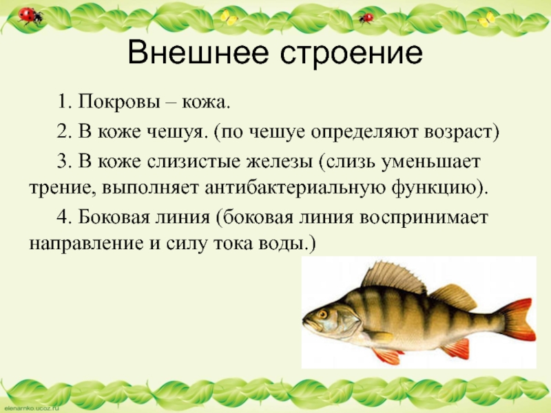 Внешнее строение	1. Покровы – кожа.	2. В коже чешуя. (по чешуе определяют возраст)	3. В коже слизистые железы (слизь