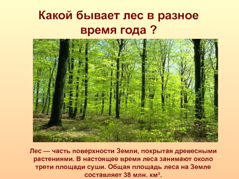 Какие виды лесов существуют