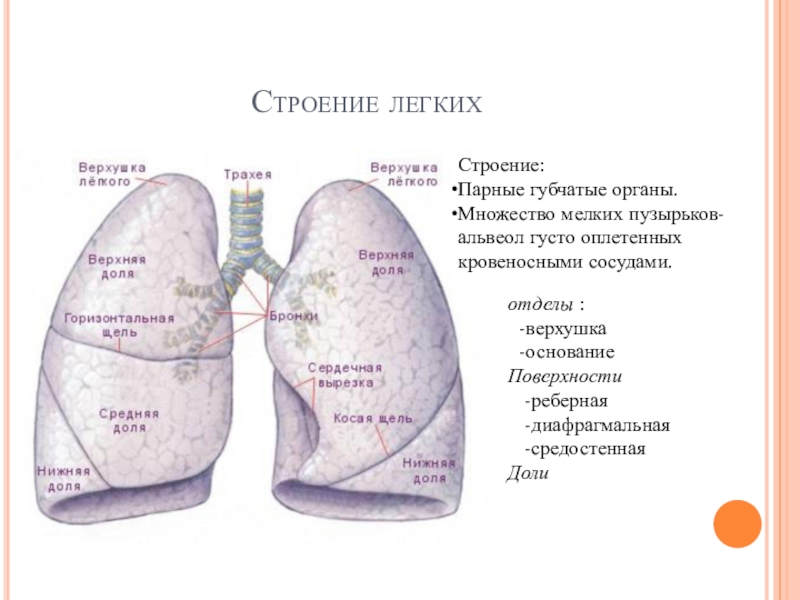 Презентация строение легких