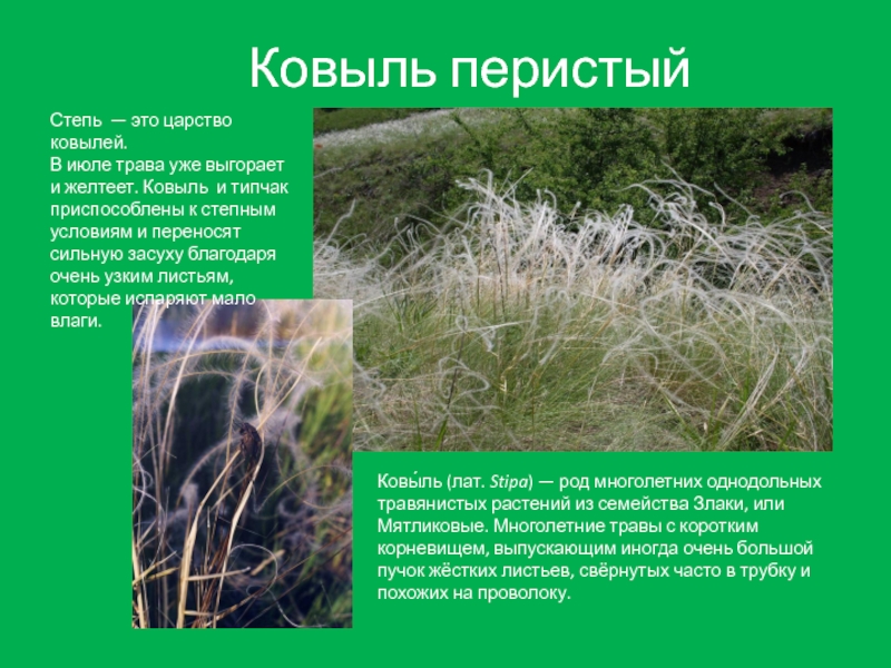 Ковыль перистыйКовы́ль (лат. Stipa) — род многолетних однодольных травянистых растений из семейства Злаки, или Мятликовые. Многолетние травы с коротким
