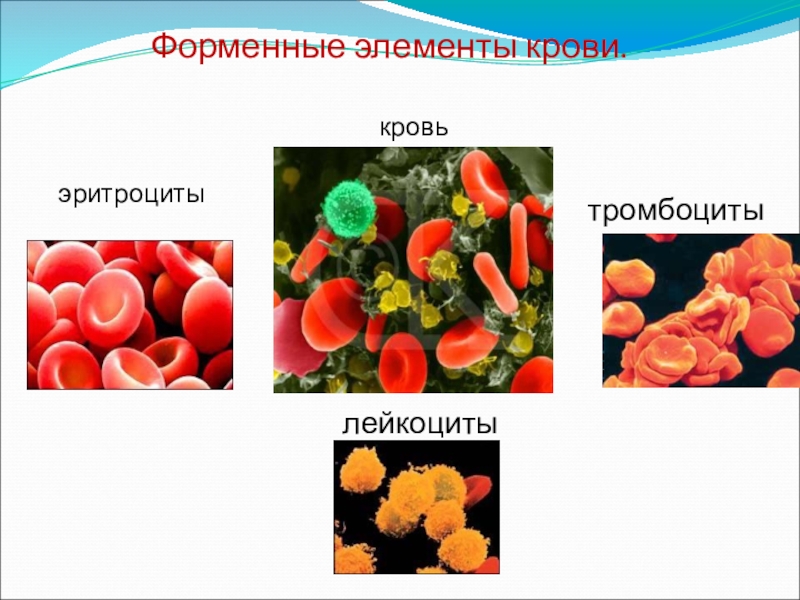 Форменные элементы крови картинка