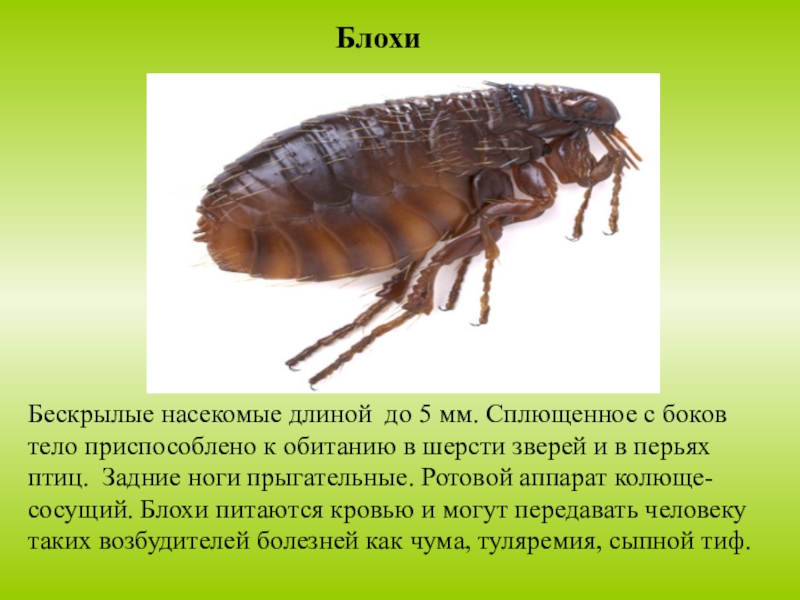 БлохиБескрылые насекомые длиной до 5 мм. Сплющенное с боков тело приспособлено к обитанию в шерсти зверей и