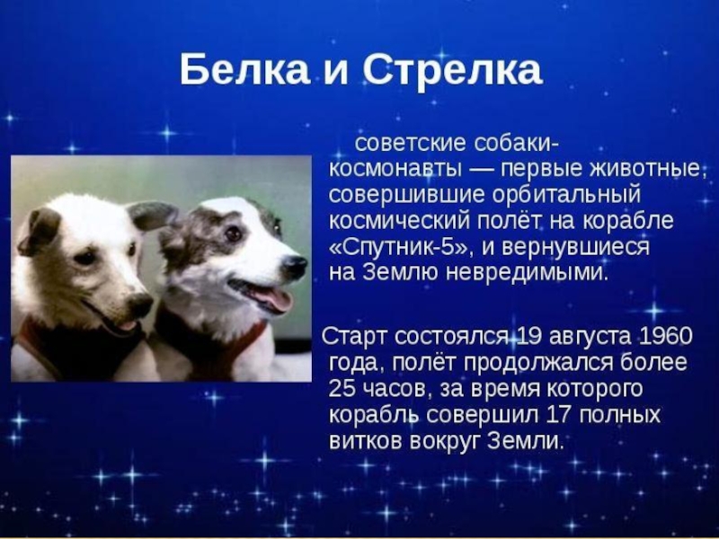 Проект 5 класс про собаку