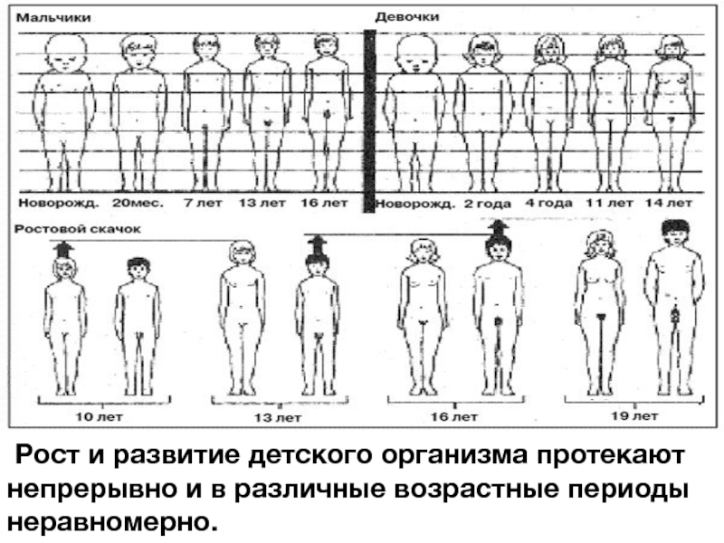 Рисунок человека норма по возрастам