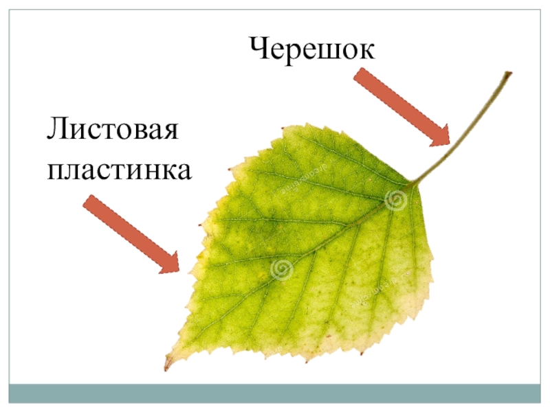 Основные части листа это. Черешок жилка и листовая пластинка. Черешок листа. Листовая пластина. Черешок у растений.