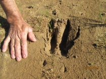 Презентация по окружаещему миру по теме следы на снегу