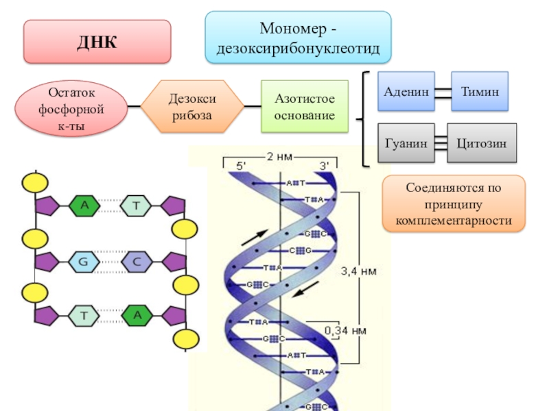 Установите нуклеотидную последовательность участка и рнк. Строение мономера ДНК. Схема строения мономера ДНК. Мономеры ДНК И РНК. Схема строения мономера РНК.