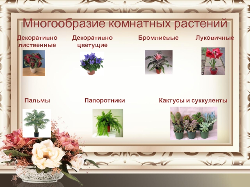 Многообразие комнатных растений