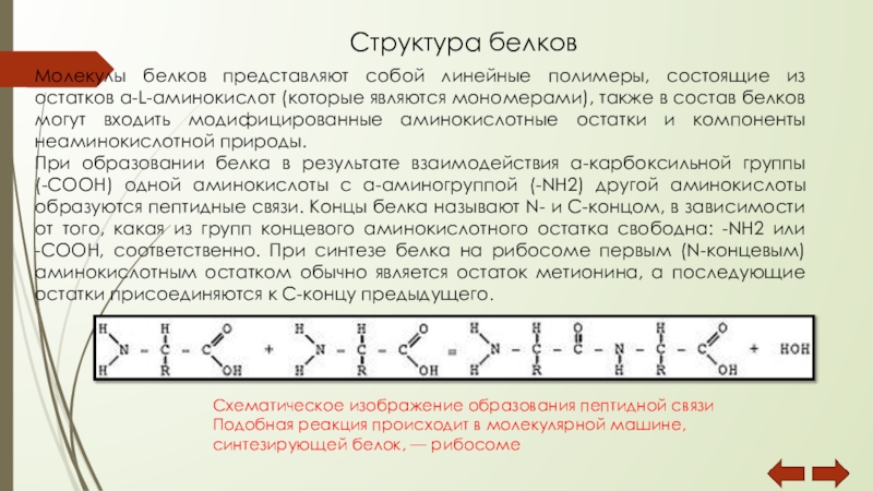 Мономером белка является ответ