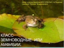Класс Земноводные