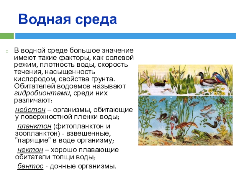 Значение водной среды. Факторы водной среды. Солевой режим водной среды. Гидробионты среда обитания. Органические факторы водной среды.