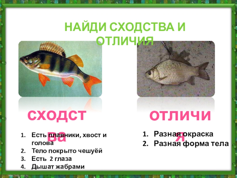 Рыба сходства и различия