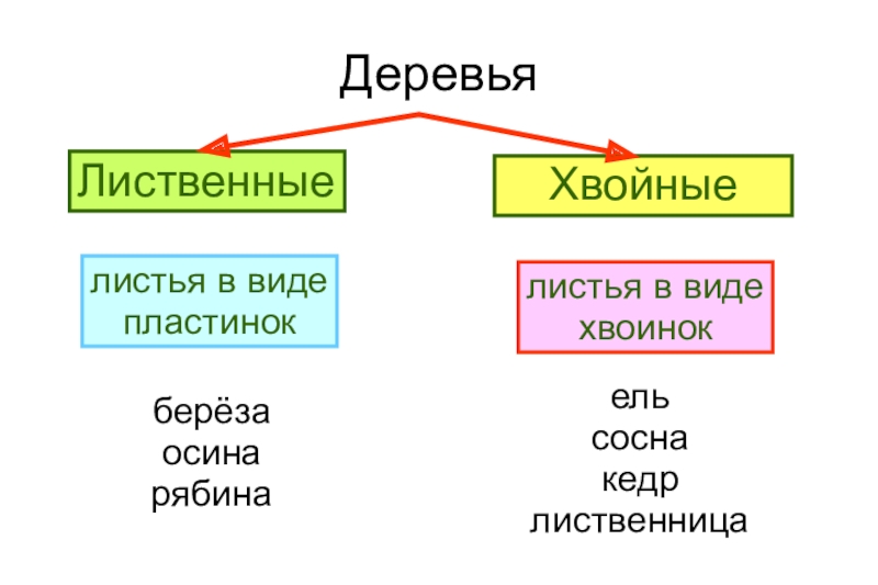 Листья хвойные и лиственные