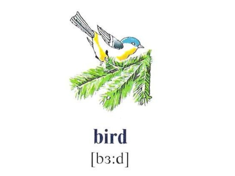 Перевести птиц на английский. Птицы на английском языке. Карточки птицы на английском. Птица на английском языке с транскрипцией. Птицы ра английсктм.