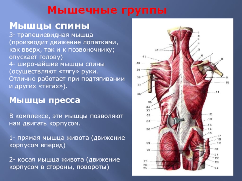 Место прикрепления широчайшей мышцы спины