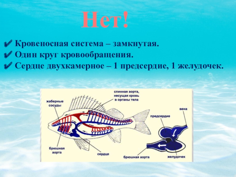 Животное имеет один круг кровообращения. У рыб двухкамерное сердце и один круг кровообращения. Кровеносная система рыб замкнутая. Один круг кровообращения. Кровеносная система рыб сердце.