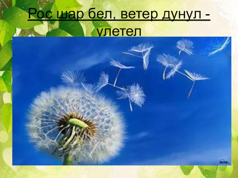 Рос шар бел дунул загадка. Рос шар бел дунул ветер. Загадка рос шар бел дунул ветер. Одуванчик рос шар бел дунул. Загадка расшарбел дунул.