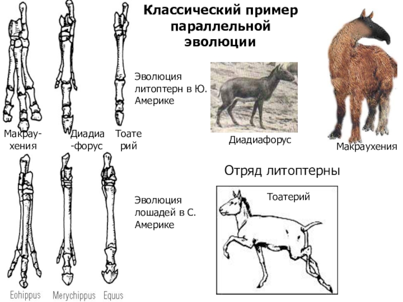 Параллельная эволюция