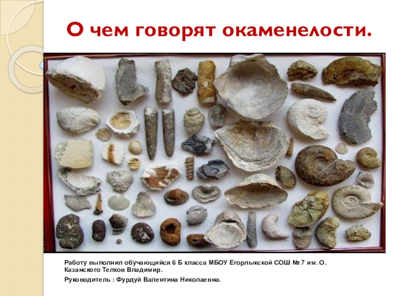 Презентация Презентация по палеонтологии на тему: О чем говорят окаменелости.