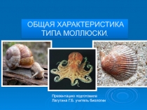 Презентация по биологии на тему Тип Моллюски