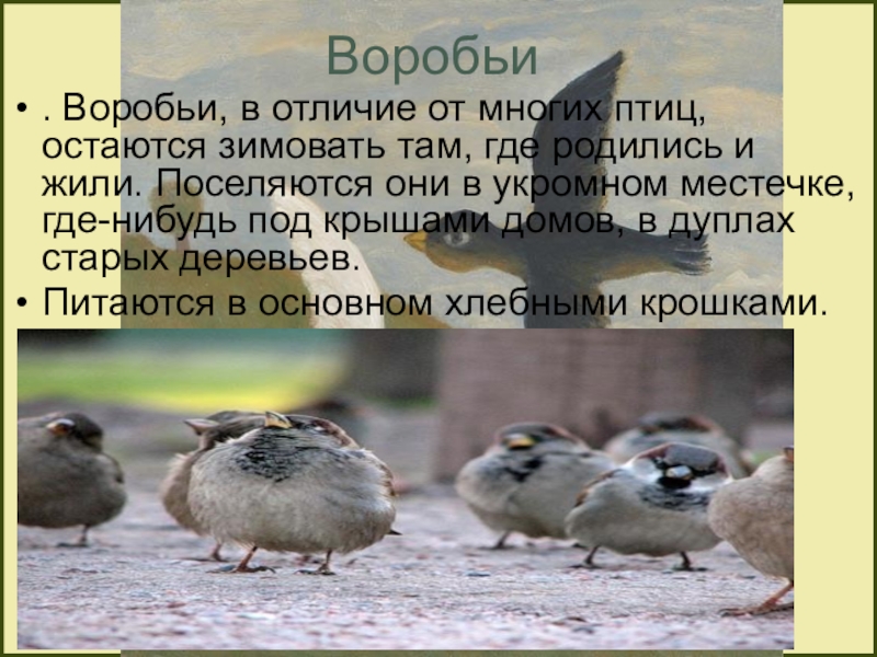 Что отличает птицу. Воробьи различие. Где зимуют воробьи. Птица отличающаяся от других. Чем отличается Воробей от других птиц.