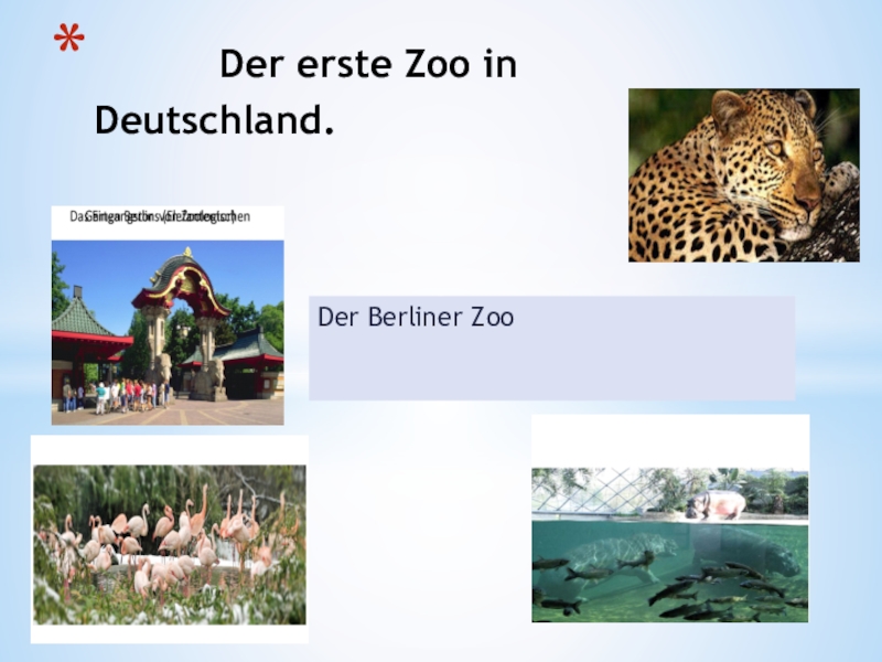 Реферат: Берлинский зоопарк (berlin zoo)