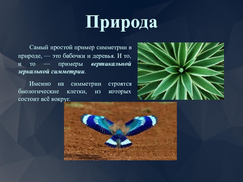 Симметрия в природе и искусстве 2 класс школа 21 века презентация