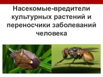 Презентация по биологии на тему Насекомые - вредители с/х и переносчики заболевагий