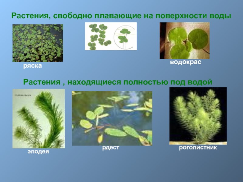 Растения водоема в картинках с названиями