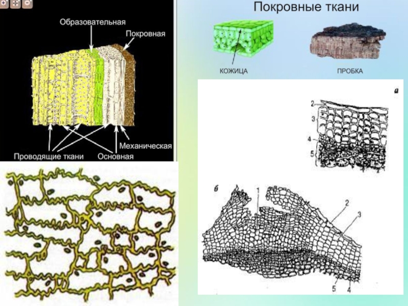 Фото покровной ткани. Покровная ткань эпидерма ризодерма перидерма. Первичная покровная ткань растений. Вторичные покровные ткани. Ритидом. Третичная покровная ткань растений.