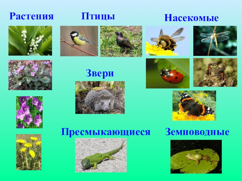 Животные сада 2 класс окружающий мир презентация