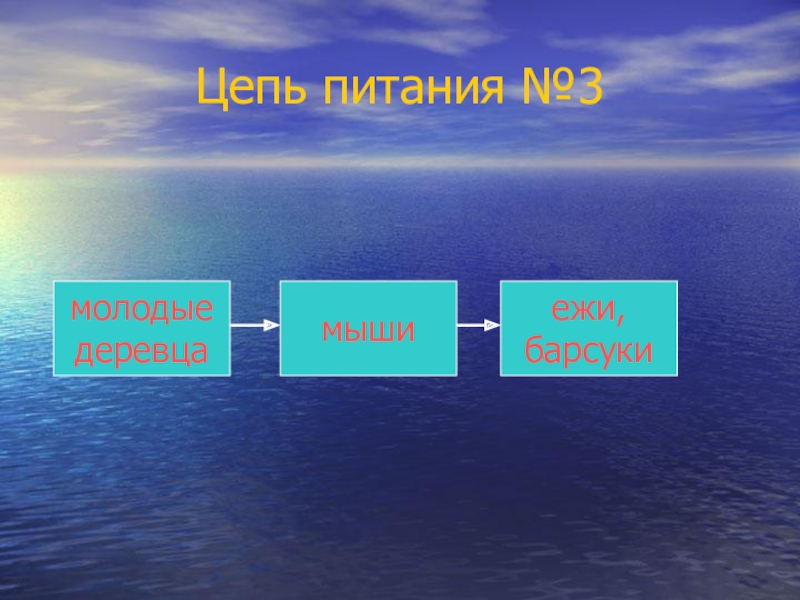 Цепь питания побережья кавказа. Цепь питания дуб. Цепь питания животных в субтропиках. Цепь питания ежа. Цепь питания характерная для субтропиков.